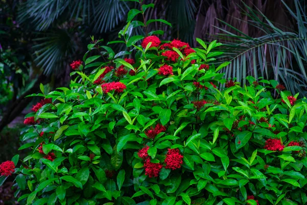 Plantas Tropicais Com Flores Vermelhas Crescendo Jardim Botânico Tenerife Ilhas — Fotografia de Stock