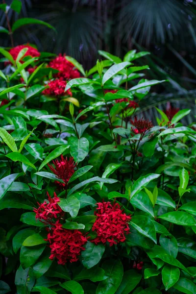 Plantas Tropicales Con Flores Rojas Que Crecen Jardín Botánico Tenerife —  Fotos de Stock