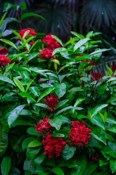 Plantas Tropicales Con Flores Rojas Que Crecen Jardín Botánico Tenerife —  Fotos de Stock