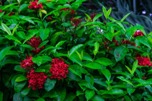 Plantas Tropicales Con Flores Rojas Que Crecen Jardín Botánico Tenerife — Foto de Stock