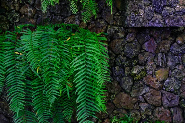 加那利群岛特内里费岛植物园石墙中生长的热带植物 — 图库照片