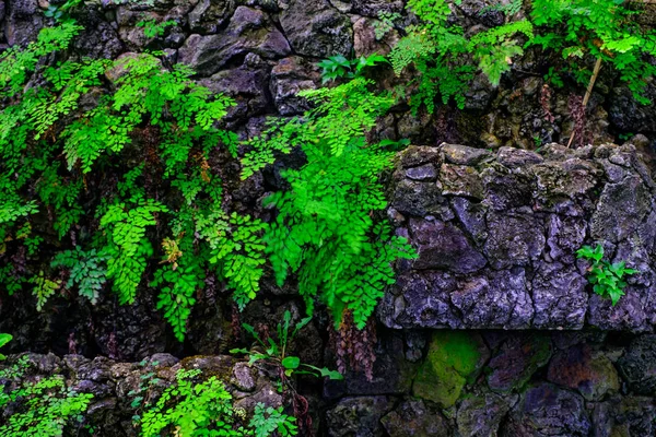 カナリア諸島テネリフェ島にある植物園で石で熱帯植物の壁します — ストック写真