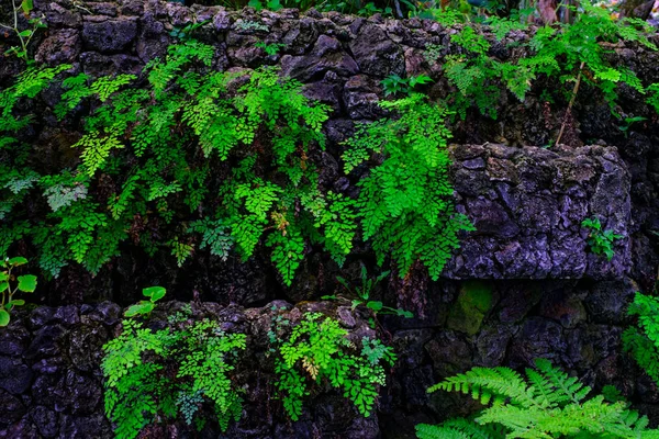 カナリア諸島テネリフェ島にある植物園で石で熱帯植物の壁します — ストック写真