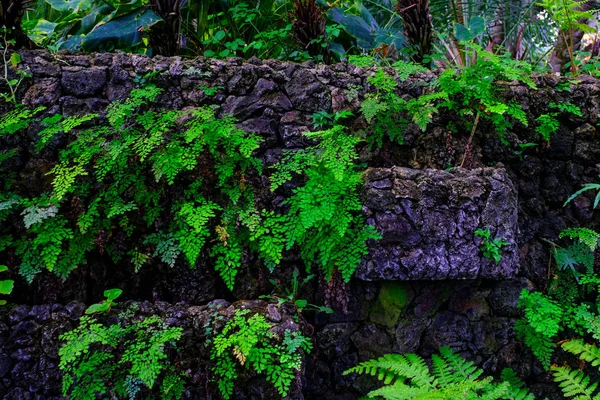 カナリア諸島テネリフェ島にある植物園で石で熱帯植物の壁します — ストック写真