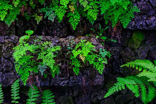 カナリア諸島テネリフェ島にある植物園で石で熱帯植物の壁します — ストック写真