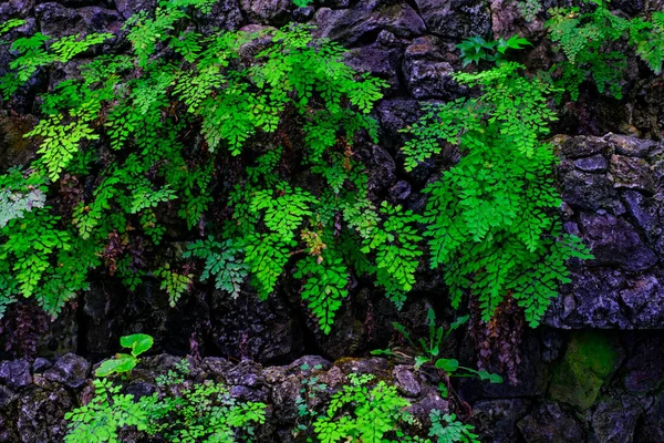 カナリア諸島テネリフェ島にある植物園で石で熱帯植物の壁します — ストック写真