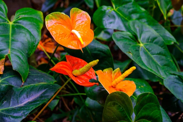 Planta Tropical Con Flores Naranjas Que Crece Jardín Botánico Tenerife —  Fotos de Stock