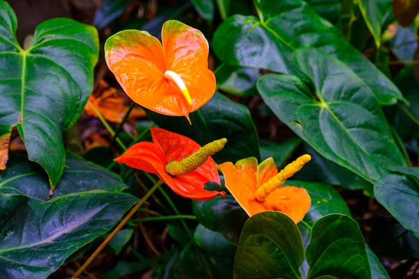 Planta Tropical Con Flores Naranjas Que Crece Jardín Botánico Tenerife —  Fotos de Stock