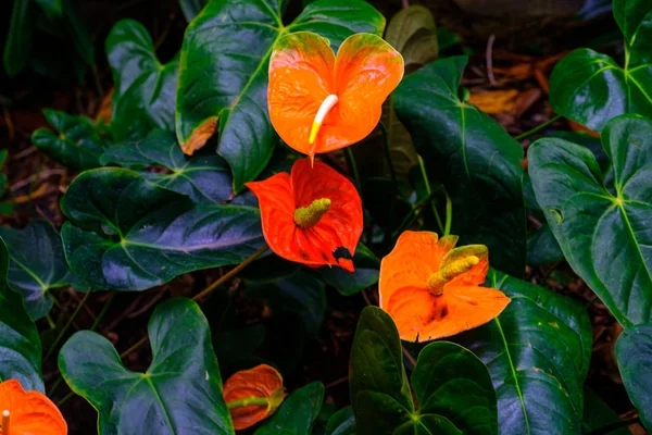 Planta Tropical Con Flores Naranjas Que Crece Jardín Botánico Tenerife —  Fotos de Stock