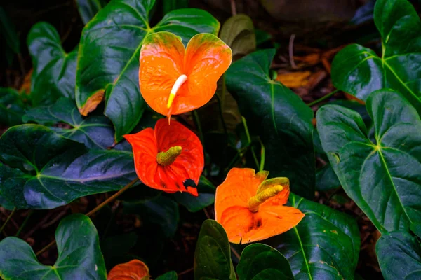 Planta Tropical Con Flores Naranjas Que Crece Jardín Botánico Tenerife —  Fotos de Stock