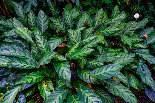 Mönstrade Blad Tropisk Växt Som Växer Botaniska Trädgården Teneriffa Kanarieöarna — Stockfoto