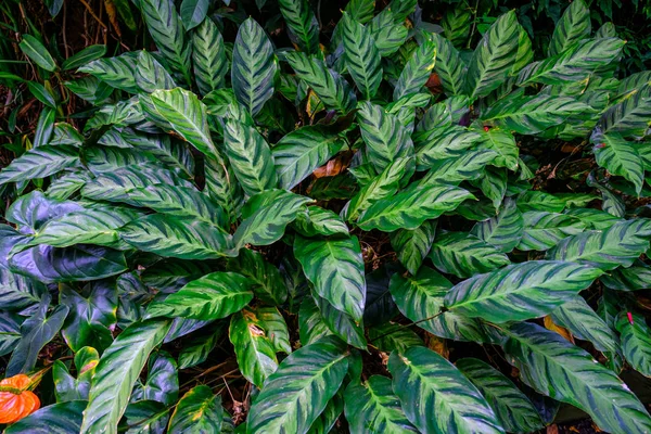 Folhas Modeladas Plantas Tropicais Que Crescem Jardim Botânico Tenerife Ilhas — Fotografia de Stock