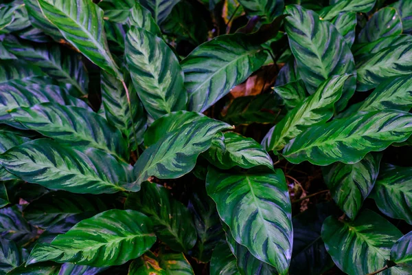 Gemusterte Blätter Tropischer Pflanzen Botanischen Garten Auf Teneriffa Kanarische Inseln — Stockfoto