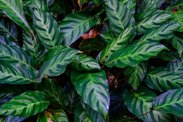 Folhas Modeladas Plantas Tropicais Que Crescem Jardim Botânico Tenerife Ilhas — Fotografia de Stock