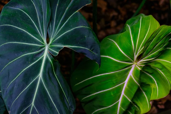 Planta Verde Tropical Crescendo Jardim Botânico Tenerife Ilhas Canárias — Fotografia de Stock