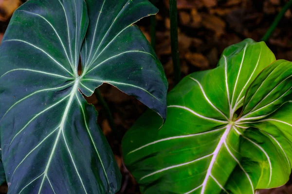 Planta Verde Tropical Crescendo Jardim Botânico Tenerife Ilhas Canárias — Fotografia de Stock