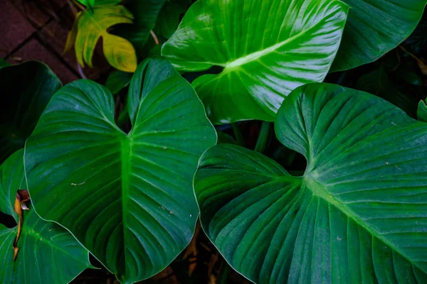 Plantas Tropicais Crescendo Jardim Botânico Tenerife Ilhas Canárias — Fotografia de Stock