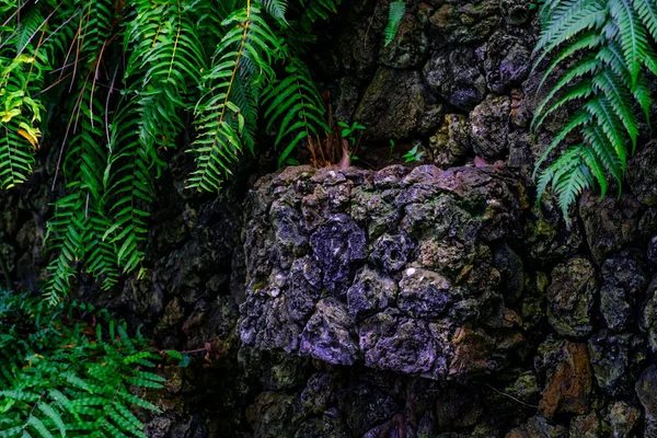 加那利群岛特内里费岛植物园石墙中生长的热带植物 — 图库照片