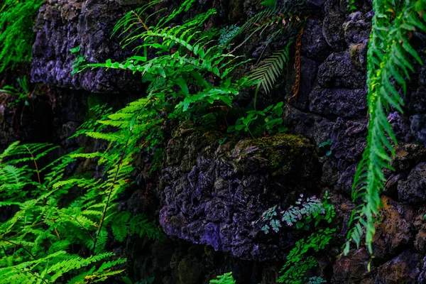 Plantas Tropicais Crescendo Parede Pedra Jardim Botânico Tenerife Ilhas Canárias — Fotografia de Stock