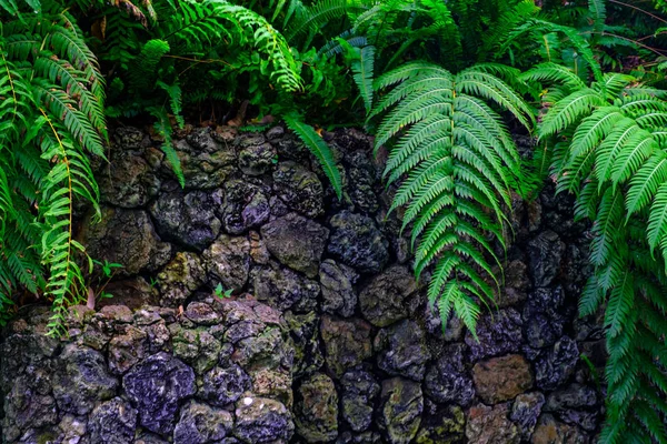 カナリア諸島テネリフェ島にある植物園で石で熱帯植物の壁します — ストック写真