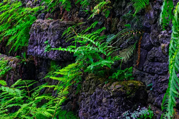 カナリア諸島テネリフェ島にある植物園で石で熱帯植物の壁します — ストック写真