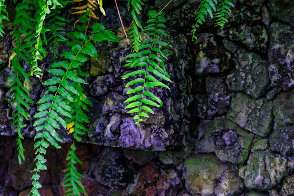 カナリア諸島テネリフェ島にある植物園で石で熱帯植物の壁します — ストック写真