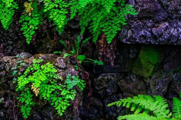 カナリア諸島テネリフェ島にある植物園で石で熱帯植物の壁します — ストック写真