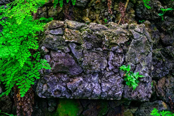 カナリア諸島テネリフェ島にある植物園で石で熱帯植物の壁します — ストック写真