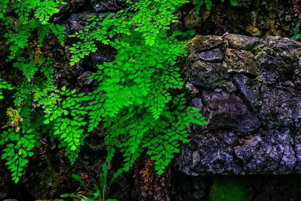 カナリア諸島テネリフェ島にある植物園で石で熱帯植物の壁します — ストック写真