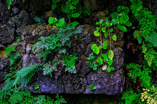 Tropikalne Rośliny Rosnące Kamień Ściany Ogrodzie Botanicznym Teneryfa Wyspy Kanaryjskie — Zdjęcie stockowe