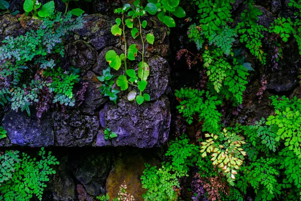 Tropikalne Rośliny Rosnące Kamień Ściany Ogrodzie Botanicznym Teneryfa Wyspy Kanaryjskie — Zdjęcie stockowe