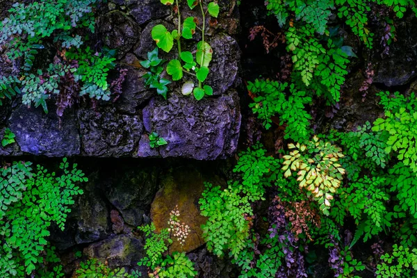 加那利群岛特内里费岛植物园石墙中生长的热带植物 — 图库照片