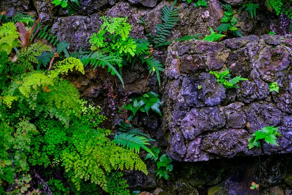 カナリア諸島テネリフェ島にある植物園で石で熱帯植物の壁します — ストック写真