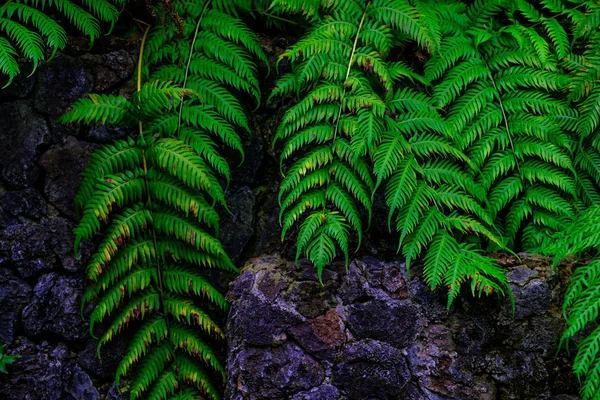 カナリア諸島テネリフェ島にある植物園で石で熱帯植物の壁します — ストック写真