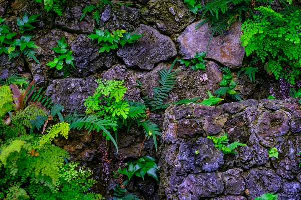 Tropikalne Rośliny Rosnące Kamień Ściany Ogrodzie Botanicznym Teneryfa Wyspy Kanaryjskie — Zdjęcie stockowe