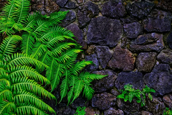 Tropische Planten Groeien Stenen Muur Botanische Tuin Tenerife Canarische Eilanden — Stockfoto