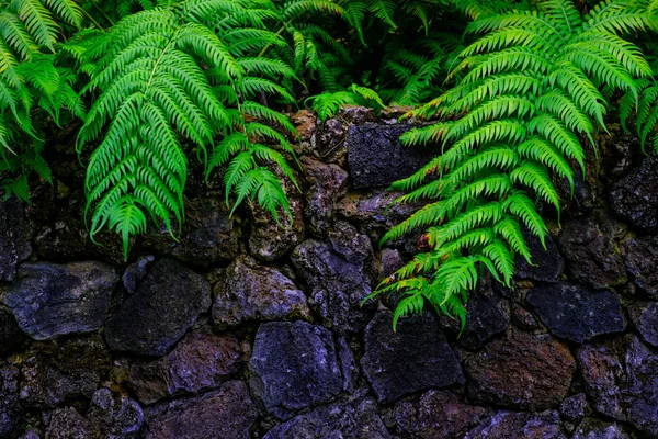 カナリア諸島テネリフェ島にある植物園で石で熱帯植物の壁します — ストック写真