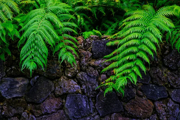 カナリア諸島テネリフェ島にある植物園で石で熱帯植物の壁します — ストック写真