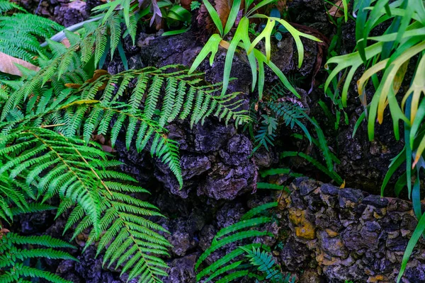 カナリア諸島テネリフェ島にある植物園で石で熱帯植物の壁します — ストック写真