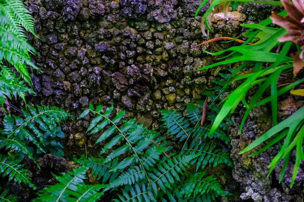 カナリア諸島テネリフェ島にある植物園で石で熱帯植物の壁します — ストック写真