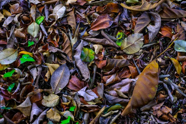 Feuilles Tombées Sur Sol Forestier Dans Jardin Botanique Tenerife Îles — Photo