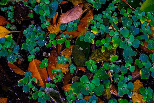 Grama Crescendo Chão Floresta Jardim Botânico Tenerife Ilhas Canárias — Fotografia de Stock