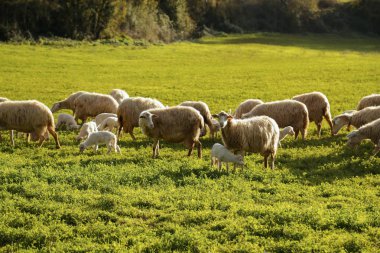 Toskana, İtalya, Avrupa'da yeşil otlak üzerinde otlatma koyun ve kuzu sürüsü ile doğal tarım arazisi sahne
