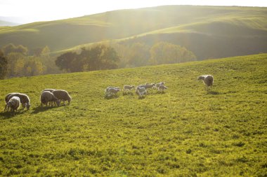 Toskana, İtalya, Avrupa'da yeşil otlak üzerinde otlatma koyun ve kuzu sürüsü ile doğal tarım arazisi sahne