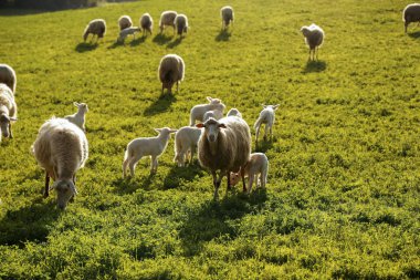Toskana, İtalya, Avrupa'da yeşil otlak üzerinde otlatma koyun ve kuzu sürüsü ile doğal tarım arazisi sahne