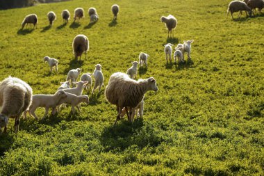 Toskana, İtalya, Avrupa'da yeşil otlak üzerinde otlatma koyun ve kuzu sürüsü ile doğal tarım arazisi sahne