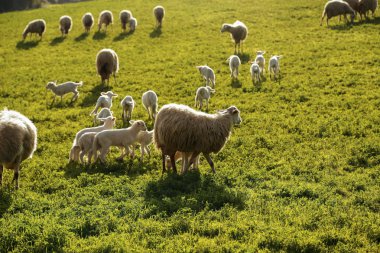 Toskana, İtalya, Avrupa'da yeşil otlak üzerinde otlatma koyun ve kuzu sürüsü ile doğal tarım arazisi sahne