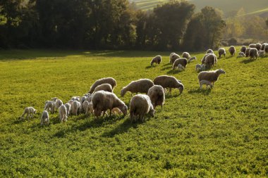 Toskana, İtalya, Avrupa'da yeşil otlak üzerinde otlatma koyun ve kuzu sürüsü ile doğal tarım arazisi sahne