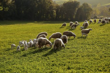 Toskana, İtalya, Avrupa'da yeşil otlak üzerinde otlatma koyun ve kuzu sürüsü ile doğal tarım arazisi sahne