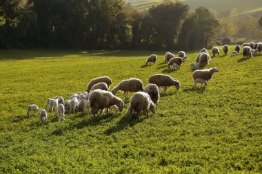 Toskana, İtalya, Avrupa'da yeşil otlak üzerinde otlatma koyun ve kuzu sürüsü ile doğal tarım arazisi sahne